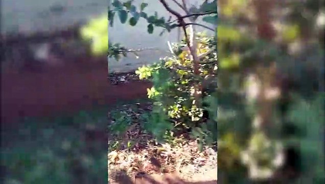 Bairro Neva: morador questiona falta de calçamento na frente de empresa na Rua Pio XII