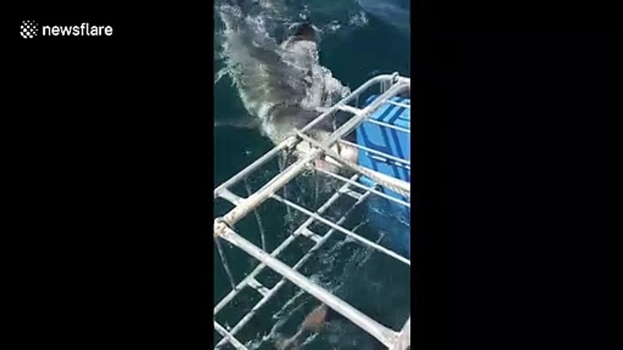 These diver reactions to swimming with sharks will make you wonder why they ever got in the water