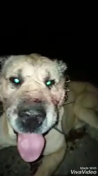 YORGUN SiVAS KANGAL KOPEGi GOREV DONUSU - KANGAL DOG MiSSiON BACK