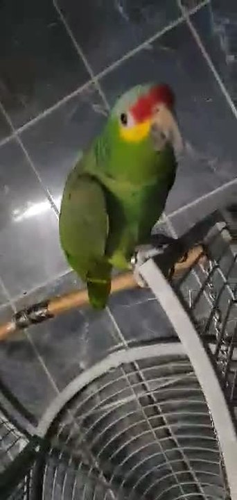 Coco, le perroquet disparu