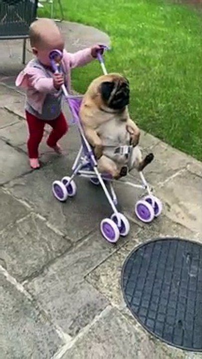Toddler Takes Pug for A Stroller Ride