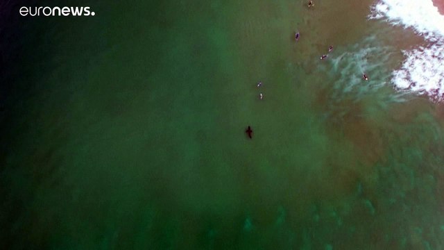 شاهد: قرش أبيض عملاق يسبح بالقرب من راكبي الأمواج