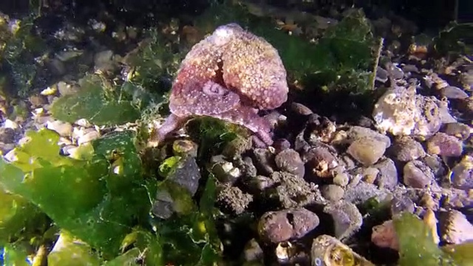⁣Octopus walking inside sea | moving octopus |beautiful view | nature and life