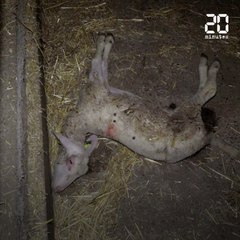 Aveyron : Dans sa dernière vidéo, L214 dénonce le sort des agneaux de la filière roquefort