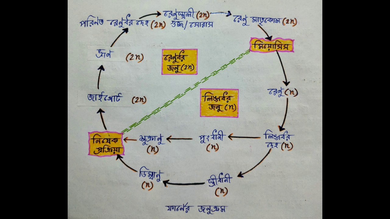 ALTERNATION OF GENERATIONS IN PLANTS | NEET | জনুক্রম | ফার্নের জনুক্রম