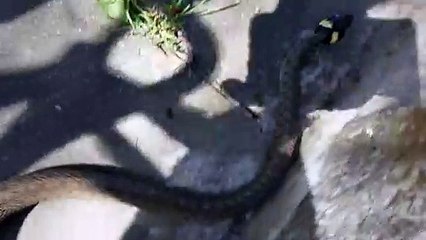 Ce serpent en panique a une réaction incroyable