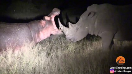Face à face impressionnant entre un rhinocéros et un hippopotame