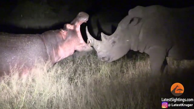 Face à face impressionnant entre un rhinocéros et un hippopotame