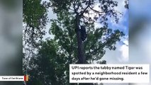 Cat Saved After Being Stranded In Tree For 3 Days