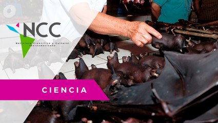 La se­gu­ri­dad ali­men­ta­ria de­pen­de de ani­ma­les sal­va­jes en al­gu­nos paí­ses
