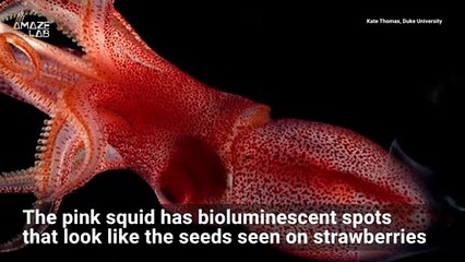 Strange, Glitzy Strawberry Squid Looks Like Its Been Bedazzled