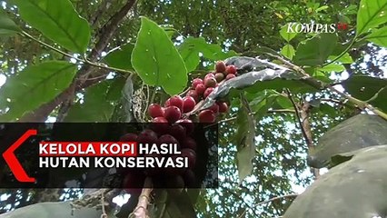 Kelola Kopi Hasil Hutan Konservasi