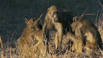 À la découverte de la planète des singes