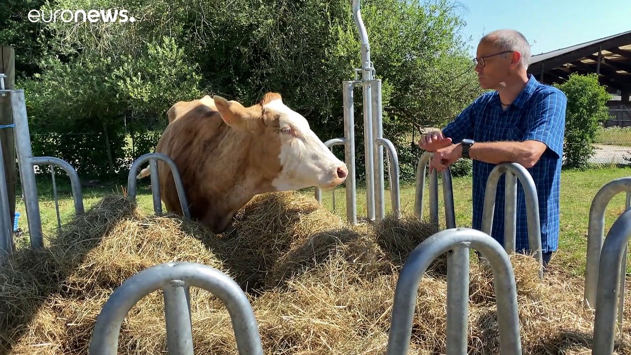 Von Tier auf Mensch: Welche weiteren Viren drohen nach dem neuen Schweine-Virus?