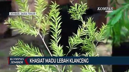 Khasiat Madu Lebah Klanceng