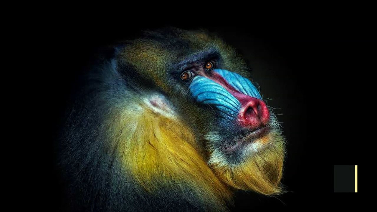 Discovering The Planet Of The Apes