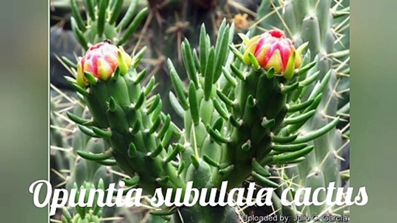 Opuntia subulata cactus repoting