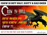 Crow The Legend|Autobiography Of A Crow Essay|Crow Habitat|Crow Classification|Crow Challenge| Crows Dying
