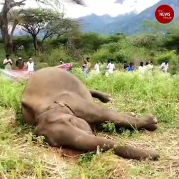 Elephant found shot dead in Coimbatore, bullet recovered from skull