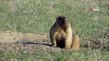 Moğolistanda marmot eti yiyen 2 kişide bubonik veba tespit edildi