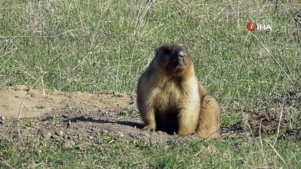 Moğolistanda marmot eti yiyen 2 kişide bubonik veba tespit edildi