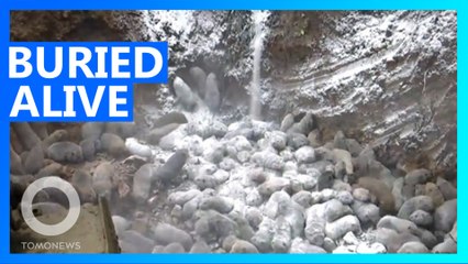 Buried Alive: Chinese Authorities Deal With Wildlife Surplus