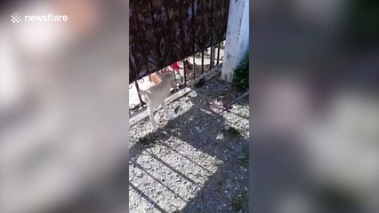 Stray dog rescued in Thailand after getting stuck through a gate