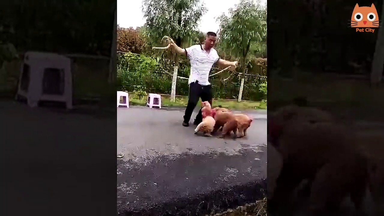 Videos divertidos de gatos y perros - Fun videos of cats and dogs