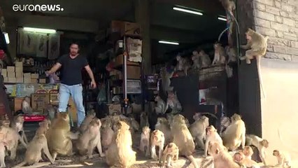 شاهد: قردة تحبس سكان مدينة تايلاندية وسكان تلجأ للنمور والتماسيح لإخافتهم