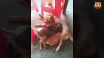 Trate de no reírse - Videos divertidos de gatos y perros