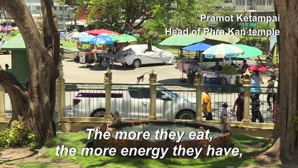 Macaque attack: humans try to take back Thai city from monkeys