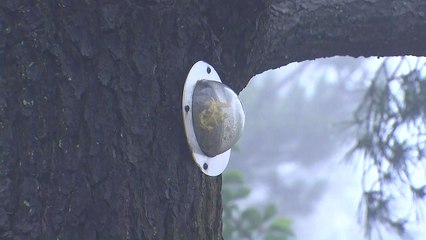 소나무에 박힌 그 날의 아픔...곳곳에 남은 분단 상흔 / YTN