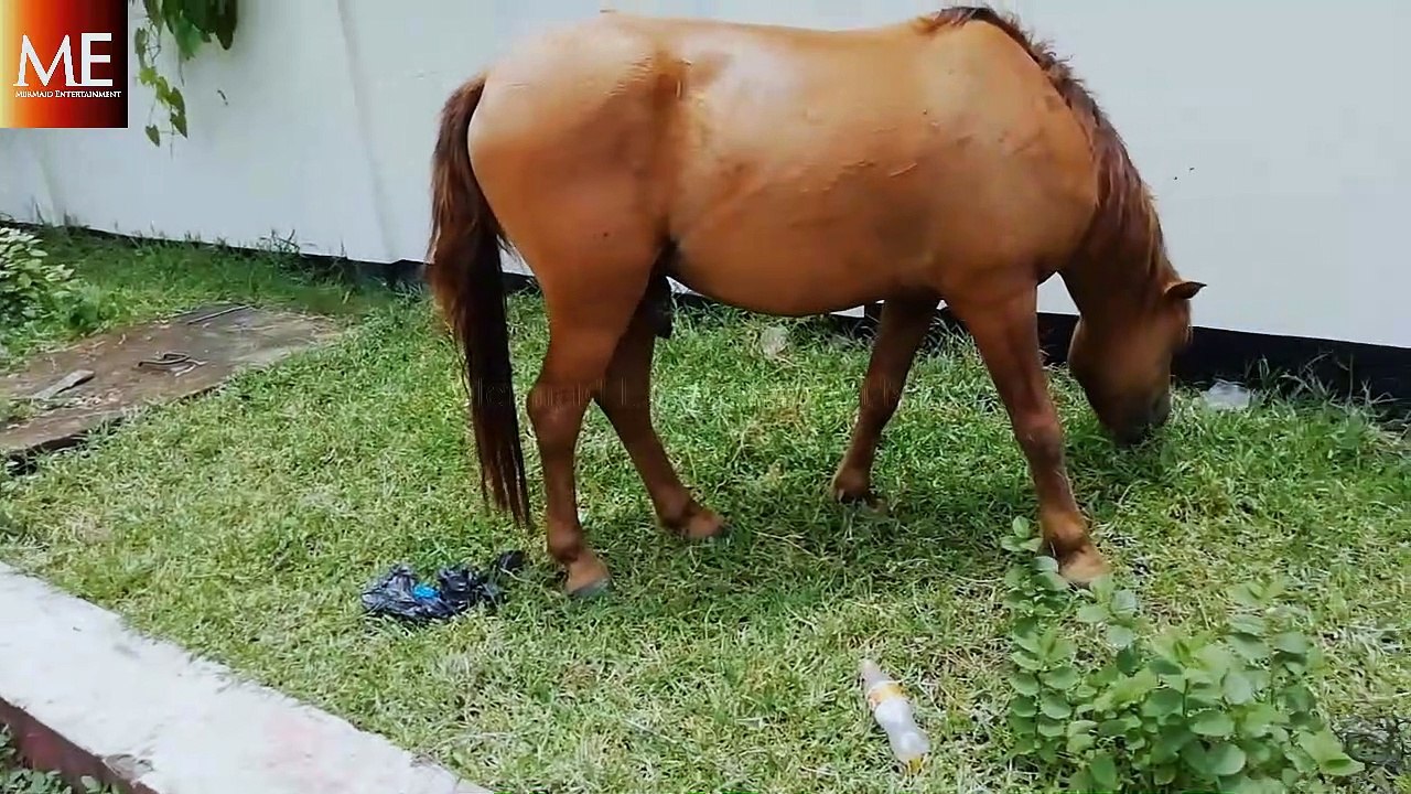 Most Beautiful Horses on Planet Earth , Horses , Horse