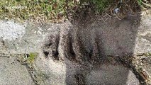 Indonesian residents shocked to find anthill resembling Arabic symbol for Allah