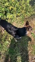 Northamptonshire Police - PD Kez cools down after tracking a suspect