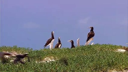 These+are+awesome+natural+videos