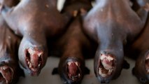 Çin’in vahşi hayvan ticaretini tamamen yasaklaması mümkün mü?