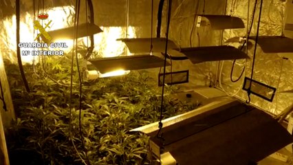 Detenido un vecino de Totana que ocultaba plantación de marihuana