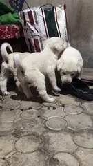 AKBAS COBAN KOPEGi YAVRULARI - AKBASH SHEPHERD DOG PUPPiES