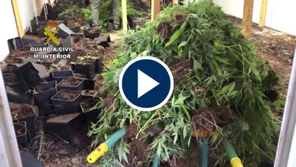 Cultivaban y vendian  marihuana en La Rioja y País Vasco