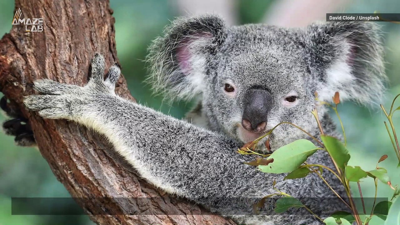 Koala Fingerprints Are Nearly Identical to Human Ones