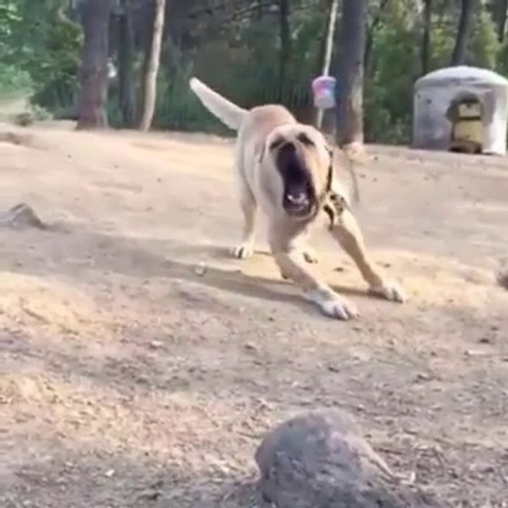 ADAMCI AKSARAY MALAKLI KOPEGi - ANGRY ANATOLiAN SHEPHERD DOG MALAKLI