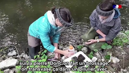 Reprise des activités de terrain : hydrobiologie pour évaluer la qualité des eaux des rivières