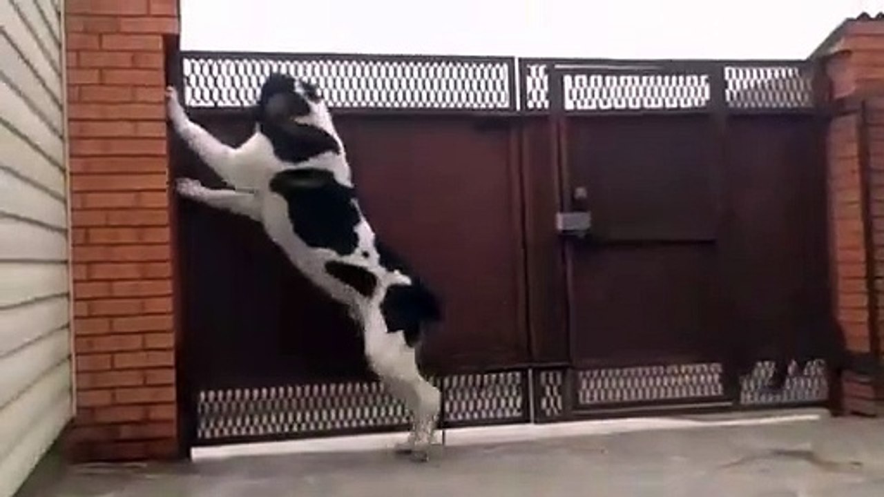 ADAMCI TURKMEN ALABAY COBAN KOPEGi - ALABAI SHEPHERD DOG GARDEN