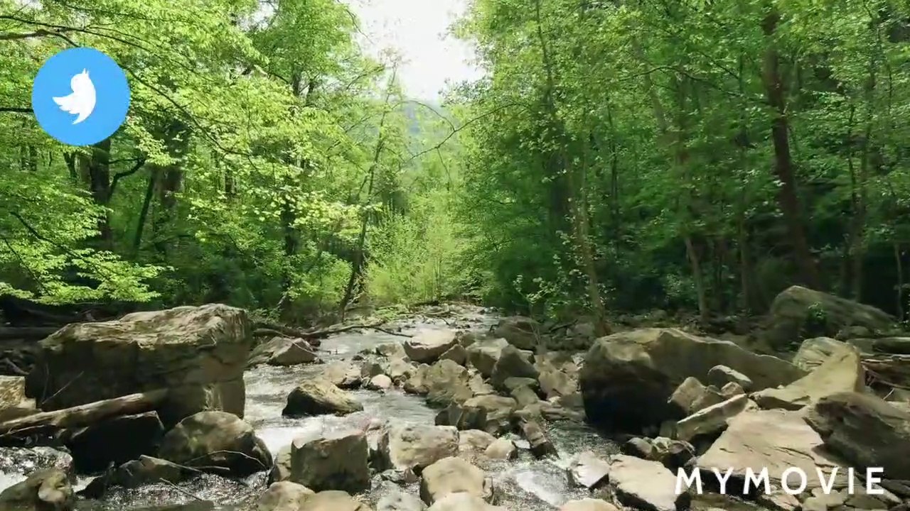 Beauty of green forest, Jungle, Jungle Book, Dens of wild animal, Place of loneliness