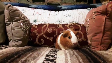 CAVIA PORCELLUS MONA 20190725_114516