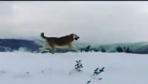 ANADOLU COBAN KOPEGiNDEN AGIR SPOR - ANATOLiAN SHEPHERD DOG EXERCiSE