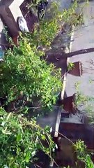 Herbal Plantation for Healthy Plant Growth 🌿