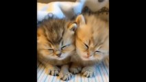 Cute Kittens Doing Funny Things 2020