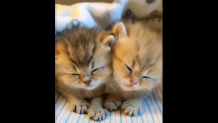 Cute Kittens Doing Funny Things 2020